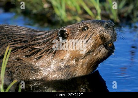 Castor nord-américain (Castor canadensis), l'occurrence naturelle est le continent nord-américain (photo portrait de castor), castor nord-américain Banque D'Images