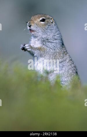 Écureuil des terres arctiques (Urocitellus parryii), vit dans la toundra de l'Arctique (écureuil parka) (photo adulte) Banque D'Images