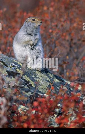 L'écureuil des terres arctiques (Urocitellus parryii) se retire dans le terrier en automne et hiberne (écureuil des terres arctiques) (adulte photo), sol arctique Banque D'Images