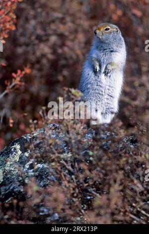 L'écureuil des terres arctiques (Urocitellus parryii) se retire dans le terrier en automne et hiberne (écureuil des terres arctiques) (adulte photo), sol arctique Banque D'Images