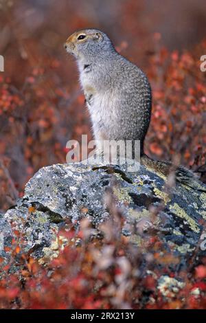 L'écureuil des terres arctiques (Urocitellus parryii) se retire dans le terrier en automne et hiberne (écureuil des terres arctiques) (adulte photo), sol arctique Banque D'Images