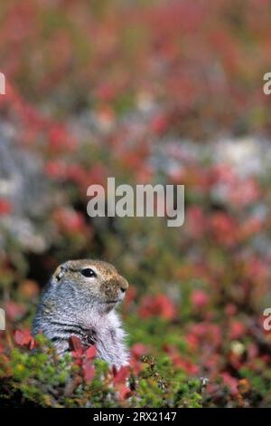 Écureuil des terres arctiques (Urocitellus parryii), vit dans la toundra de l'Arctique (écureuil parka) (photo adulte) Banque D'Images