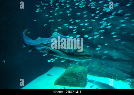 Le requin zèbre est une espèce de requin tapis et le seul membre de la famille des Stegostomatidae. On le trouve dans tout l'Indo-Pacifique tropical Banque D'Images