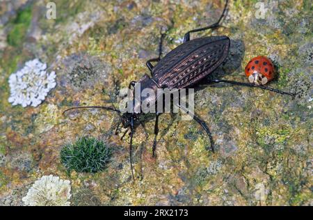 Le coléoptère granulé (Carabus granulatus) a été introduit en Amérique du Nord (photo Granulated Ground Beetle et Aiatic Ladybird), granulé Banque D'Images