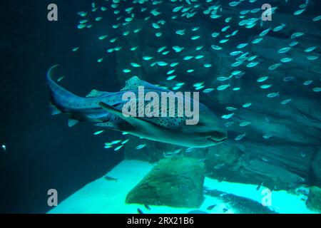 Le requin zèbre est une espèce de requin tapis et le seul membre de la famille des Stegostomatidae. On le trouve dans tout l'Indo-Pacifique tropical Banque D'Images