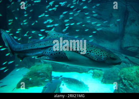 Le requin zèbre est une espèce de requin tapis et le seul membre de la famille des Stegostomatidae. On le trouve dans tout l'Indo-Pacifique tropical Banque D'Images