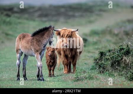 Scottish Highland Cattle, le lait maternel a une teneur élevée en matière grasse butyrique (photo vache mère avec veau et poulain Exmoor Pony), Highland Cattle, le lait Banque D'Images