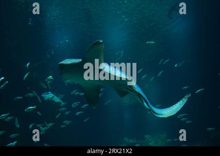 Le requin zèbre est une espèce de requin tapis et le seul membre de la famille des Stegostomatidae. On le trouve dans tout l'Indo-Pacifique tropical Banque D'Images