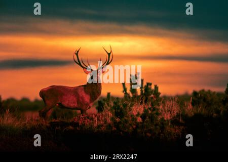 Cerf rouge (Cervus elaphus) la hiérarchie sociale dans le troupeau de cerfs est déterminée par divers comportements (M) (photo Red Deer à la lumière du soir), Rouge Banque D'Images