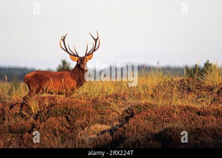 Cerf roux (Cervus elaphus) divers comportements déterminent la hiérarchie sociale dans le troupeau de cerfs (photo Red Deer à la lumière du soir), Red Deer en est un Banque D'Images