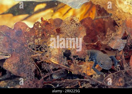 (Captive), Triton à crête septentrionale (Triturus cristatus) les femelles pondent jusqu'à 350 œufs sous l'eau (Newt à crête septentrionale) (femelles photo), Nord Banque D'Images