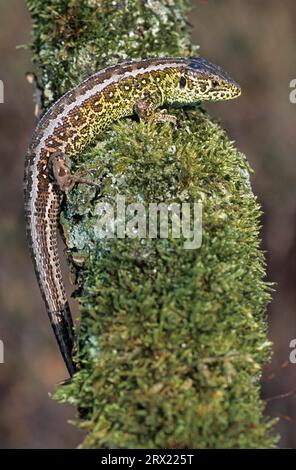 Lézard de sable (Lacerta agilis) pour se protéger, ils peuvent se détacher de leur queue et mordre (photo d'un mâle) Banque D'Images