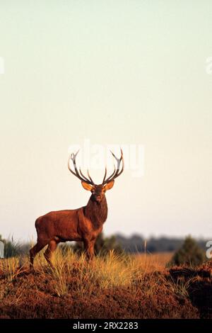 Cerf roux (Cervus elaphus) divers comportements déterminent la hiérarchie sociale dans le troupeau de cerfs (photo Red Deer à la lumière du soir), Red Deer en est un Banque D'Images