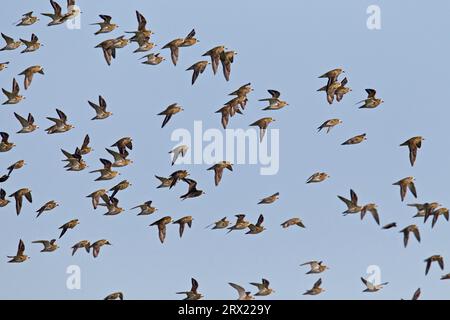 Le Pluvier doré européen est un oiseau entièrement migrateur (photo de troupeau d'oiseaux en plumage de base), le Pluvier doré européen est un oiseau entièrement migrateur (photo Banque D'Images