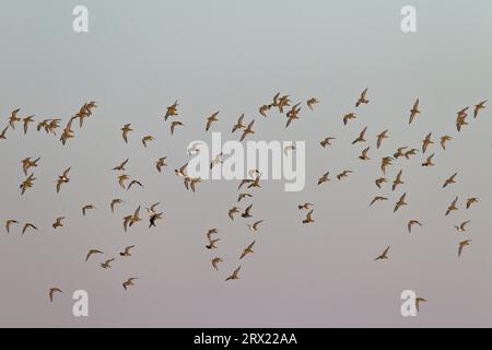 Le Pluvier doré européen est un oiseau entièrement migrateur (photo de troupeau d'oiseaux en plumage de base), le Pluvier doré européen est un oiseau entièrement migrateur (photo Banque D'Images