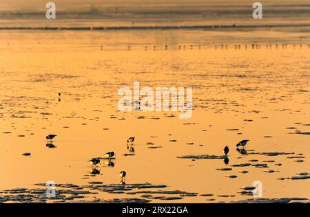 Oystercatcher eurasien (Haematopus ostralegus) entre les floes de glace se nourrissant dans la mer des Wadden, Oystercatcher eurasien entre les floes de glace dans les Wadden Banque D'Images