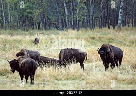 Parfum de taureau américain (bison de bison) parfum de taureau de bison à côté d'un groupe de vaches (buffle d'Amérique) (bison des plaines) (bison), parfum de taureau de bison d'Amérique à côté d'un groupe Banque D'Images