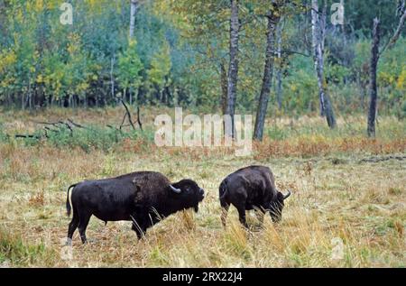 Américain (bison de bison) Bison taureau parfumé derrière une vache de bison (bison d'Amérique) (bison des plaines) (bison) Banque D'Images