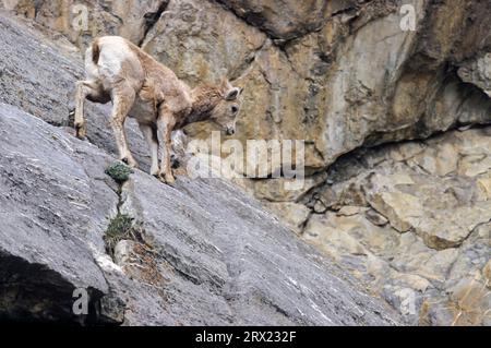 Mouton Bighorn (Ovis canadensis) grimpant dans une falaise (Rocky Mountains Bighorn Sheep), mouton Bighorn grimpant dans une falaise (Rocky Mountain Bighorn Banque D'Images