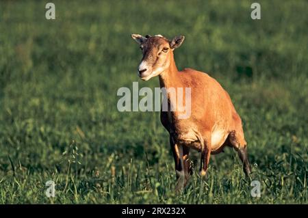 Brebis Moufflon observant avec vigilance la lisière de la forêt (mouflon européen) (Muffel), brebis Moufflon observant avec vigilance la lisière de la forêt (mouflon européen) (Ovis Banque D'Images