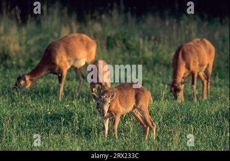 Agneaux de brebis de Moufflon broutant dans un pré sauvage (mouflon européen), agneau de brebis de Moufflon naviguant dans un pré forestier (mouflon européen) (Ovis orientalis) Banque D'Images