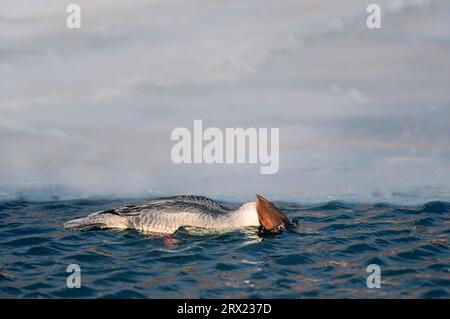 Merganser commun (Mergus merganser) les femelles adultes chassent le poisson près d'une surface congelée (Mergus merganser commun) Banque D'Images