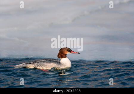 Merganser commun (Mergus merganser) les femelles adultes chassent le poisson près d'une surface congelée (Mergus merganser commun) Banque D'Images