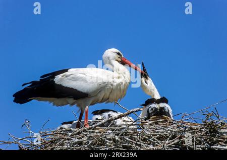 Cigogne blanche (Ciconia ciconia) l'oiseau adulte nourrit un jeune oiseau, l'oiseau adulte cigogne blanche nourrit un jeune oiseau Banque D'Images