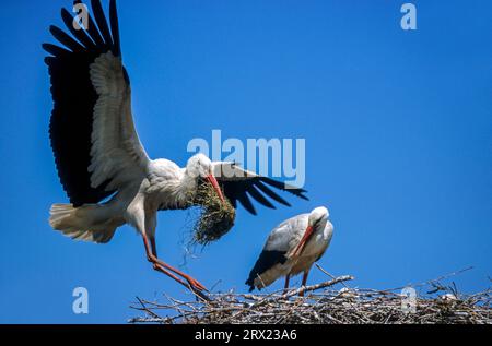 White Stork (Ciconia ciconia) débarque avec du matériel de nidification sur son nid, White Stork débarque avec du matériel de nidification sur son nid Banque D'Images