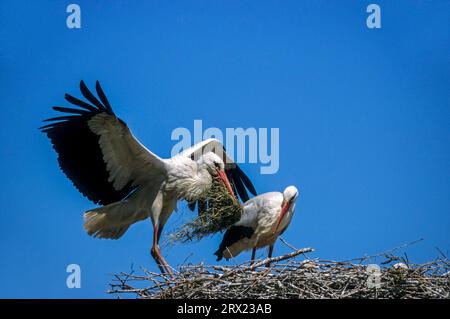 White Stork (Ciconia ciconia) débarque avec du matériel de nidification sur son nid, White Stork débarque avec du matériel de nidification sur son nid Banque D'Images