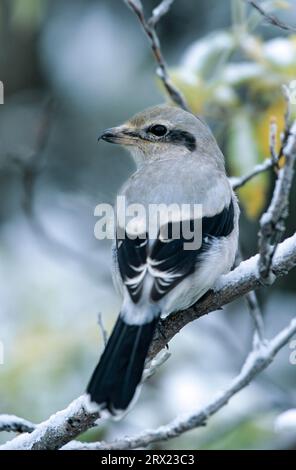 Crique du Nord (Lanius excubitor) oiseau juvénile assis dans un saule (Grand grillon gris) (grillon gris du Nord) Banque D'Images