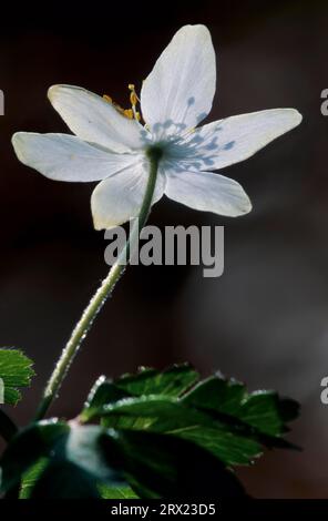 Anémone bois (Anemone nemorosa) en contre-jour (Sorcière) (Geissenbluemchen), Anémone bois en contre-jour (Windflower) (Thimbleweed) Banque D'Images