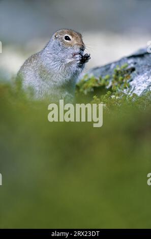 Écureuil du sol arctique (Spermophilus parryii) nourrissant les baies de Huckleberry dans la toundra (écureuil de Parka), écureuil du sol arctique nourrissant les baies de Huckleberry dans la toundra Banque D'Images