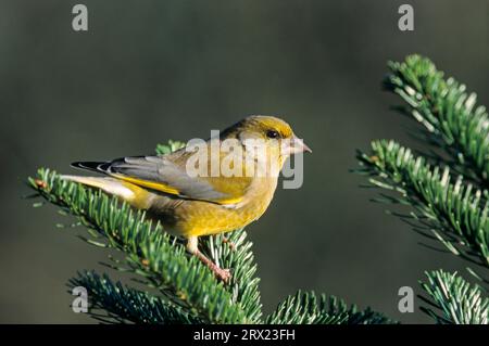 Finch européen (Carduelis chloris) mâle adulte assis sur une branche de sapin (finch européen) (finch eurasien) Banque D'Images