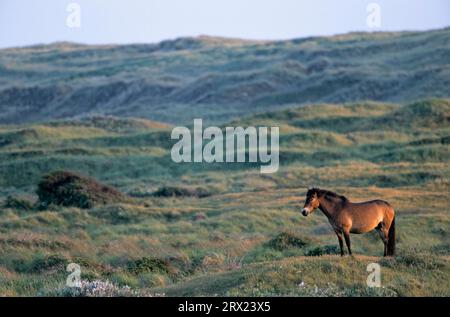 Exmoor Pony, étalon aperçu de son territoire (Exmoor Pony), Exmoor Pony étalon aperçu de son territoire (Equus ferus caballus) Banque D'Images