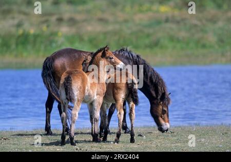 Exmoor Pony, jument et poulains dans un lac dans les dunes (Exmoor Pony), jument et poulains Exmoor Pony dans un lac dans les dunes (Equus ferus caballus) Banque D'Images