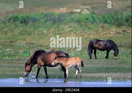 Exmoor Pony, jument et poulains dans un lac dans les dunes (Exmoor Pony), jument et poulains Exmoor Pony dans un lac dans les dunes (Equus ferus caballus) Banque D'Images