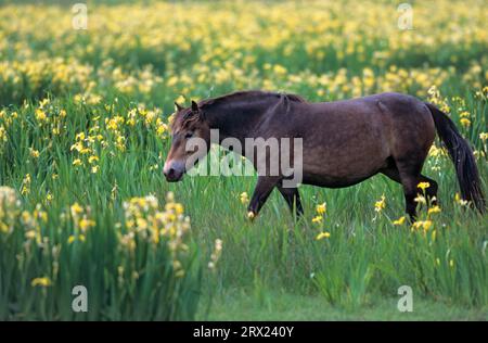 Exmoor Pony, Mare traversant une prairie marécageuse avec l'iris jaune (Iris pseudacorus) (Exmoor Pony), la jument Exmoor Pony traversant une prairie marécageuse avec le jaune Banque D'Images