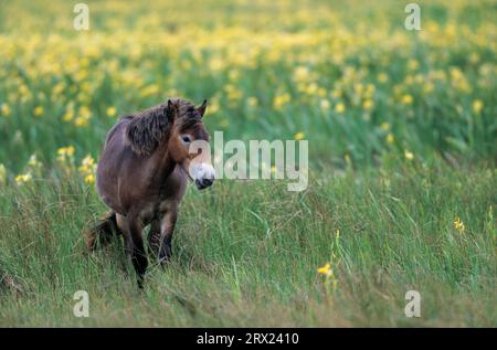 Exmoor Pony, Mare traversant une prairie marécageuse avec l'iris jaune (Iris pseudacorus) (Exmoor Pony), la jument Exmoor Pony traversant une prairie marécageuse avec le jaune Banque D'Images