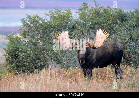 Moose shoveler dans la toundra (Alaska Moose), Moose taureau debout dans la toundra (Alaska Moose), Alces Alces (gigas) Banque D'Images