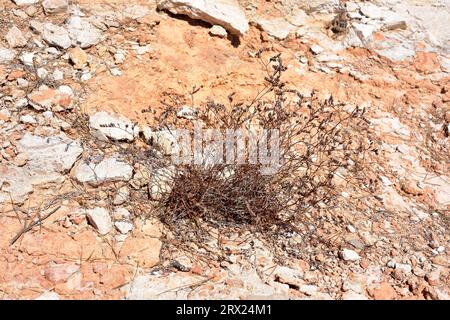 Saladilla de Irta (Limonium perplexum) est une plante vivace endémique de Sierra de Irta, Castelló, Comunitat Valenciana, Espagne. Banque D'Images