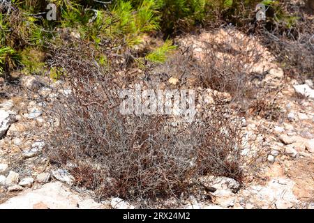 Saladilla de Irta (Limonium perplexum) est une plante vivace endémique de Sierra de Irta, Castelló, Comunitat Valenciana, Espagne. Banque D'Images