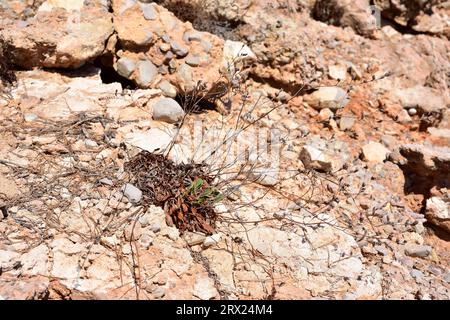 Saladilla de Irta (Limonium perplexum) est une plante vivace endémique de Sierra de Irta, Castelló, Comunitat Valenciana, Espagne. Banque D'Images