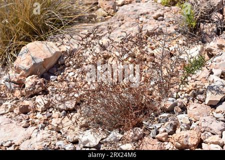 Saladilla de Irta (Limonium perplexum) est une plante vivace endémique de Sierra de Irta, Castelló, Comunitat Valenciana, Espagne. Banque D'Images