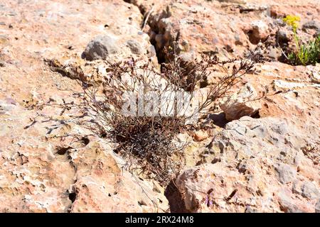 Saladilla de Irta (Limonium perplexum) est une plante vivace endémique de Sierra de Irta, Castelló, Comunitat Valenciana, Espagne. Banque D'Images