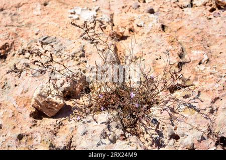 Saladilla de Irta (Limonium perplexum) est une plante vivace endémique de Sierra de Irta, Castelló, Comunitat Valenciana, Espagne. Banque D'Images