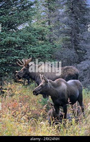 Jeunes wapitis et orignaux (Alces alces) dans la taïga (orignal d'Alaska), jeunes orignaux et taureaux dans la taïga (orignal d'Alaska) (gigas) Banque D'Images