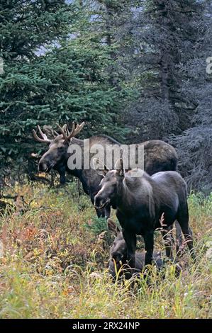 Jeunes wapitis et orignaux (Alces alces) dans la taïga (orignal d'Alaska), jeunes orignaux et taureaux dans la taïga (orignal d'Alaska) (gigas) Banque D'Images