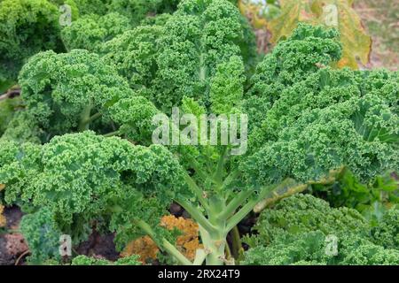 Salade pousse dans le jardin rustique. Feuille de chou vert dans l'agriculture et la récolte. Cultiver des légumes verts à la maison. Banque D'Images