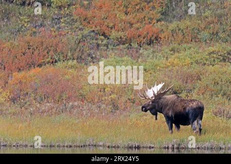 Elk debout près d'un étang dans la toundra (Alaska Moose), taureau Moose (Alces alces) debout près d'un étang dans la toundra (Alaska Moose) (gigas) Banque D'Images